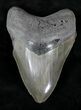 Serrated Megalodon Tooth - Savannah, Georgia #21229-1